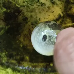 Ocellated pufferfish, photo 2