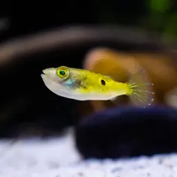Ocellated pufferfish, photo 1