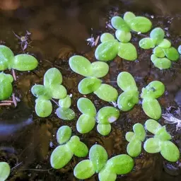 Duckweed, photo 2