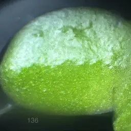 Duckweed, photo 3