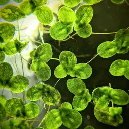 Duckweed