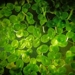 Duckweed, photo 5