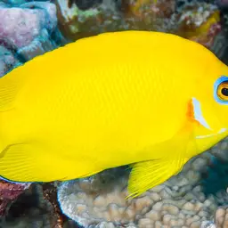 Lemonpeel angelfish