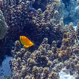 Lemonpeel angelfish, photo 2