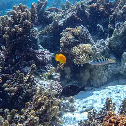 Lemonpeel angelfish, photo 5
