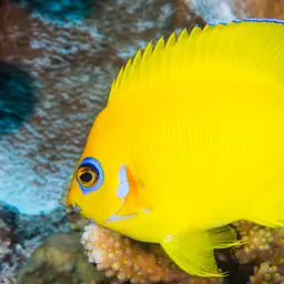 Lemonpeel angelfish, photo 7