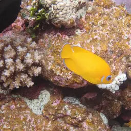 Lemonpeel angelfish, photo 8