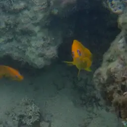 Lemonpeel angelfish, photo 9