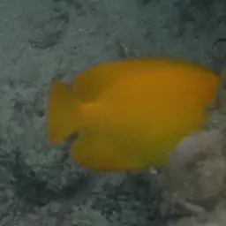 Lemonpeel angelfish, photo 10