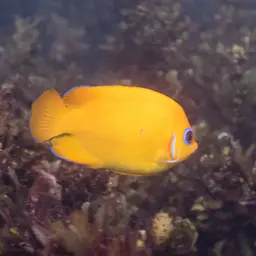 Lemonpeel angelfish, photo 12