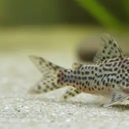 Leopard Cory