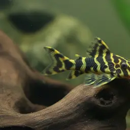 Leopard Frog Pleco, photo 8