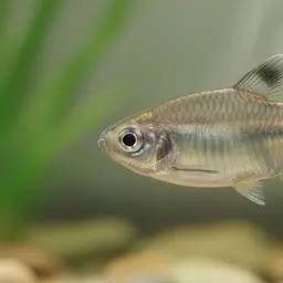 Leopold's Tetra, photo 2