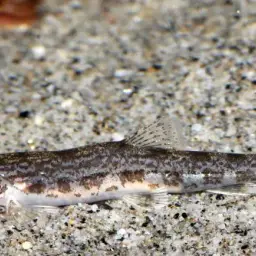 Peacock Loach, photo 1