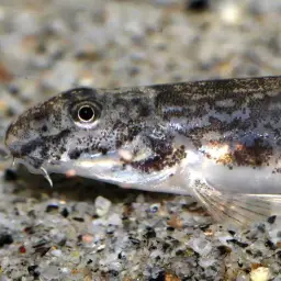 Peacock Loach, photo 2