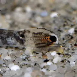 Peacock Loach, photo 3