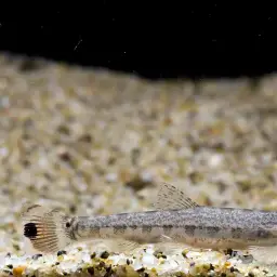 Peacock Loach, photo 4
