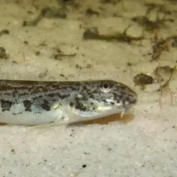 Peacock Loach, photo 5