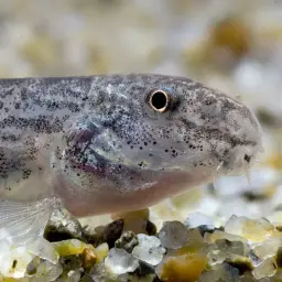 Peacock Loach, photo 6