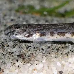 Peacock Loach, photo 7