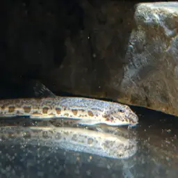 Peacock Loach, photo 8