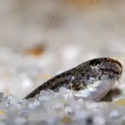 Peacock Loach, photo 9