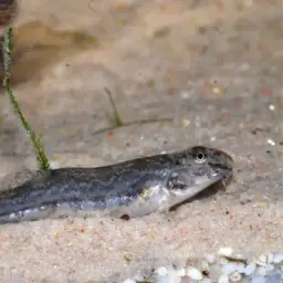 Peacock Loach, photo 10