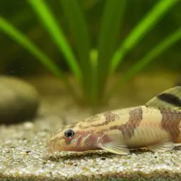Peacock Loach, photo 11