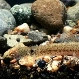 Burmese Loach