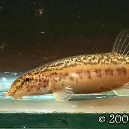 Burmese Loach, photo 2