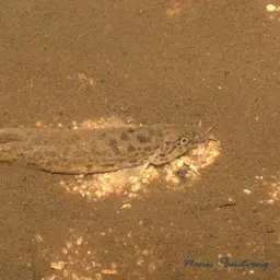 Burmese Loach, photo 3