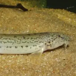 Burmese Loach, photo 4