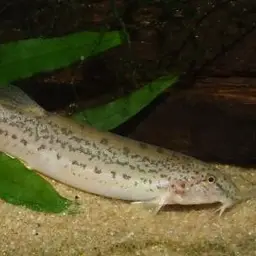 Burmese Loach, photo 5