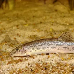 Burmese Loach, photo 6