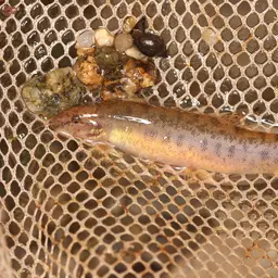Burmese Loach, photo 7