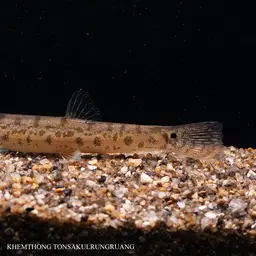 Burmese Loach, photo 8