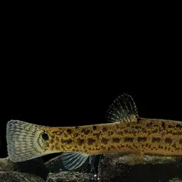 Burmese Loach, photo 9