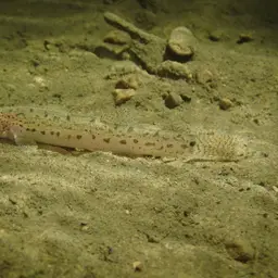 Burmese Loach, photo 10