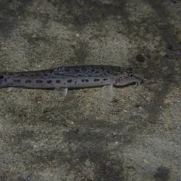 Burmese Loach, photo 11