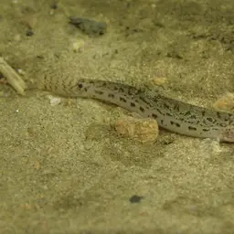 Burmese Loach, photo 12