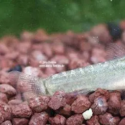 Loktak Loach, photo 1