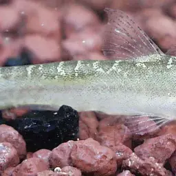 Loktak Loach, photo 2