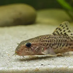 Loktak Loach, photo 3