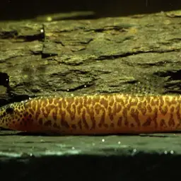 Jonklaas's Loach, photo 2