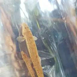 Jonklaas's Loach, photo 3