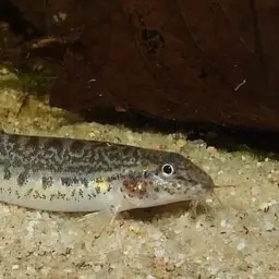 Common spiny loach