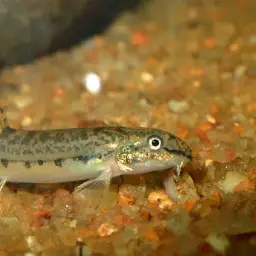 Common spiny loach, photo 2