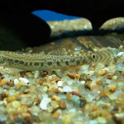 Common spiny loach, photo 4