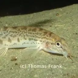 Common spiny loach, photo 5