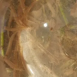 Common spiny loach, photo 6